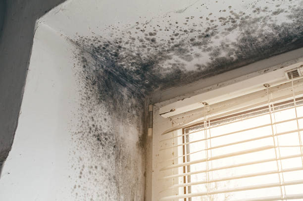 Affordable Bathroom Mold Removal solutions in Garrett, TX