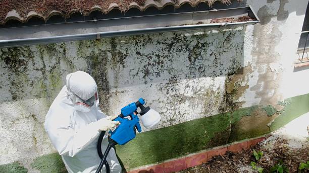 Top rated local Bathroom Mold Removal specialists in Garrett, TX